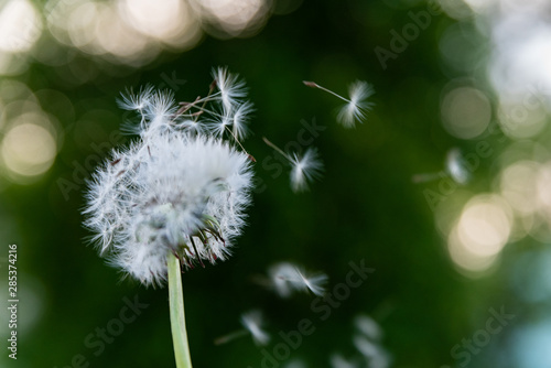 Dandelion in light wind blowing