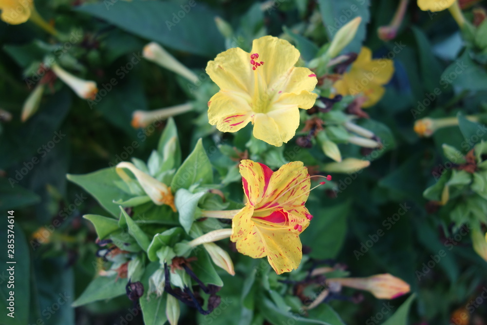 Obraz premium 黄色とピンクのオシロイバナ