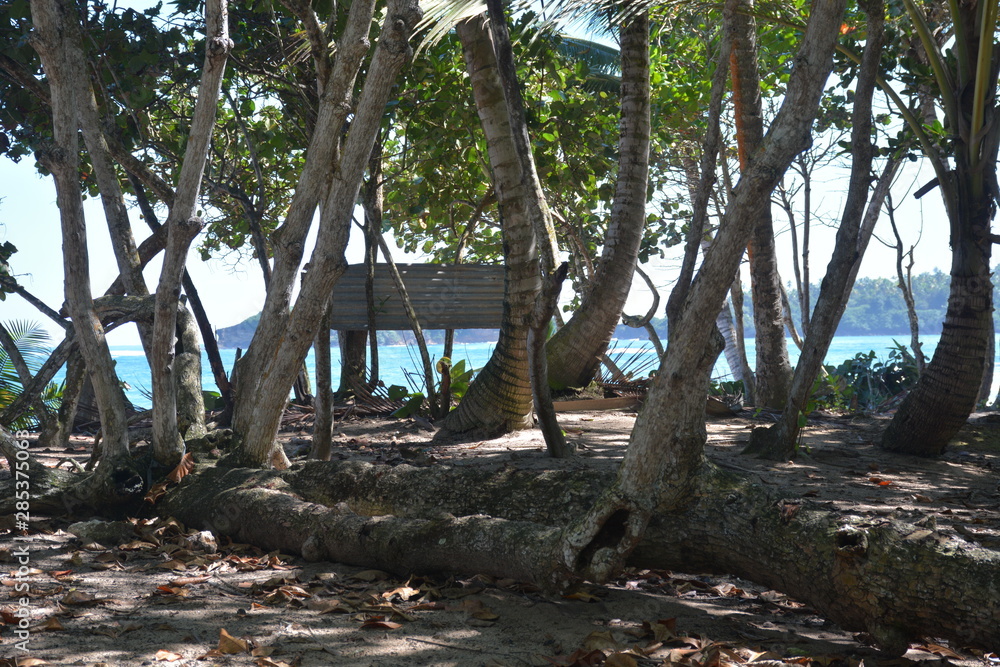 Obraz premium Beach Palm Trees