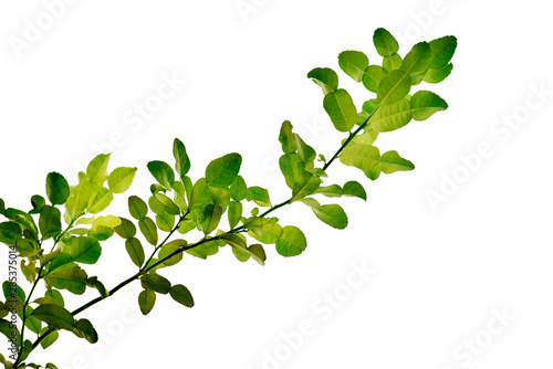 Kaffir lime leaves isolated on white background