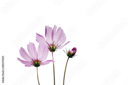 Cosmos flower on isolated white background