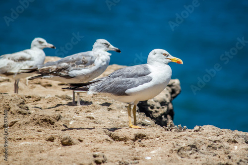 Sea Gulls close up Sea gulls in a rocky beach standing morning male and female geoland in morocco agadir © youness fakoiallah