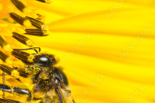 the bee working on sunflower, the insect in nature
