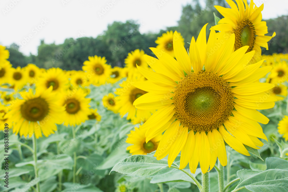 thw sunflower in macro view, close-up sunflower in farm