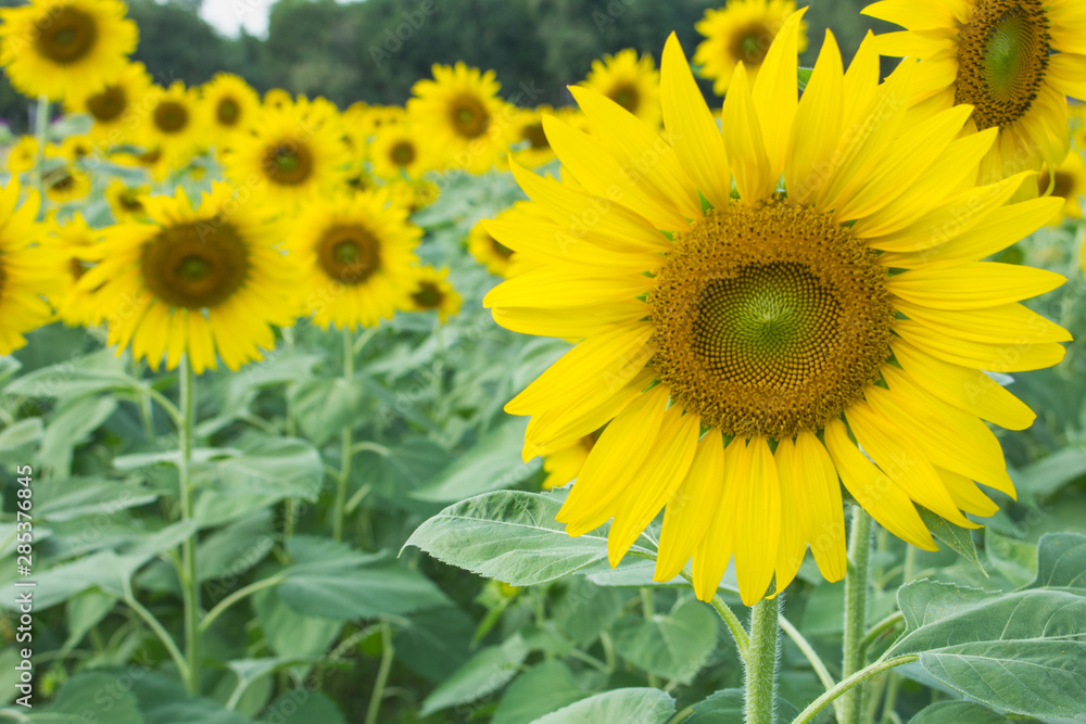 thw sunflower in macro view, close-up sunflower in farm thw sunflower in macro view, close-up sunflower in farm
