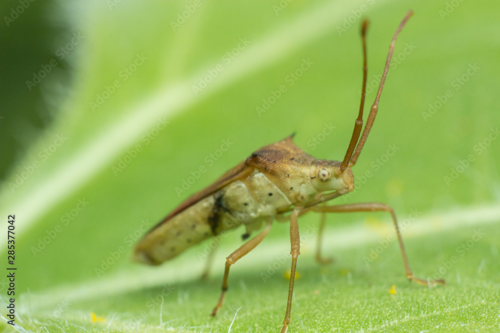 Fototapeta premium Beetle on sunflower, the insect in nature, animal in farm