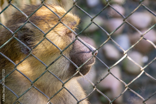 Anubis Baboon at Pomerode Zoo in Santa Catarina, Brazil photo