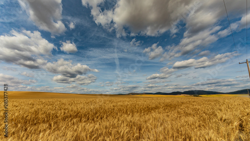 Golden yellow wheat field with blue sky and clouds