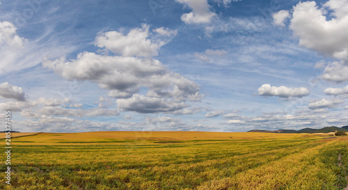 Golden and green wheat field with blue sky and clouds