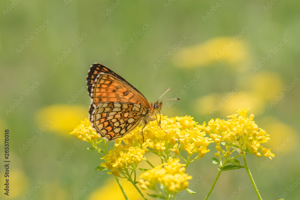 Fototapeta premium butterfly on flower