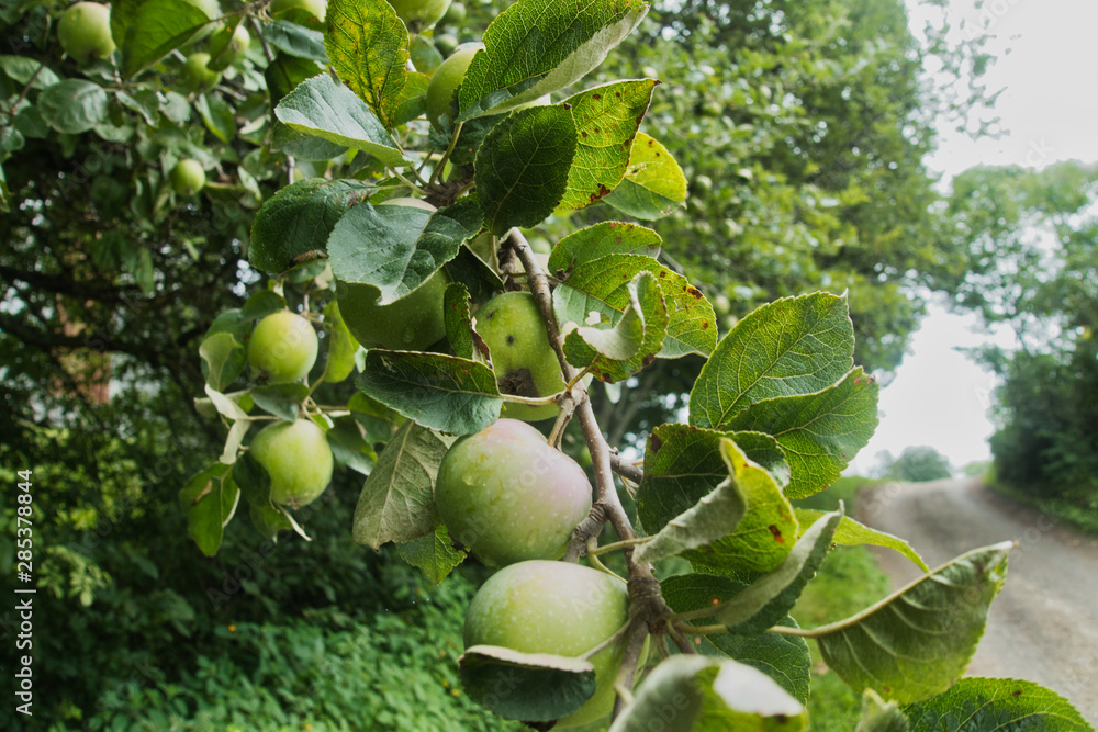 Outside nature photo featuring a path with apples in the foreground. Outside nature photo featuring a path with apples in the foreground.