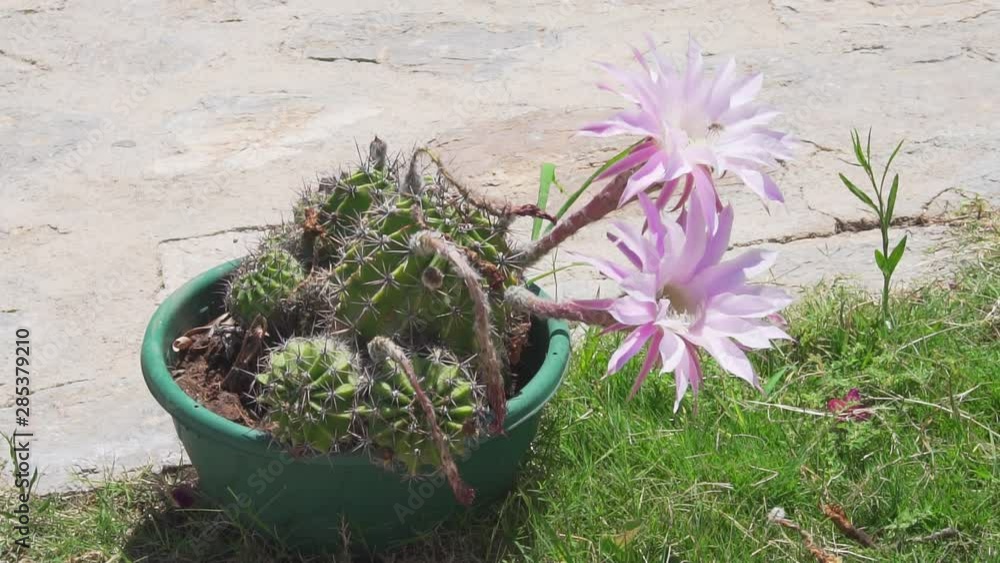 Bee Sucking Nectar from a Rare Cactus Flower Bee Sucking Nectar from a Rare Cactus Flower