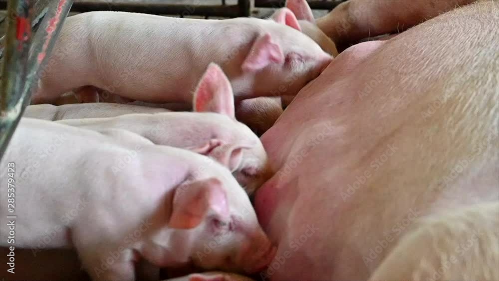Close up shot of Piglets Suckling Mother Sow Close up shot of Piglets Suckling Mother Sow