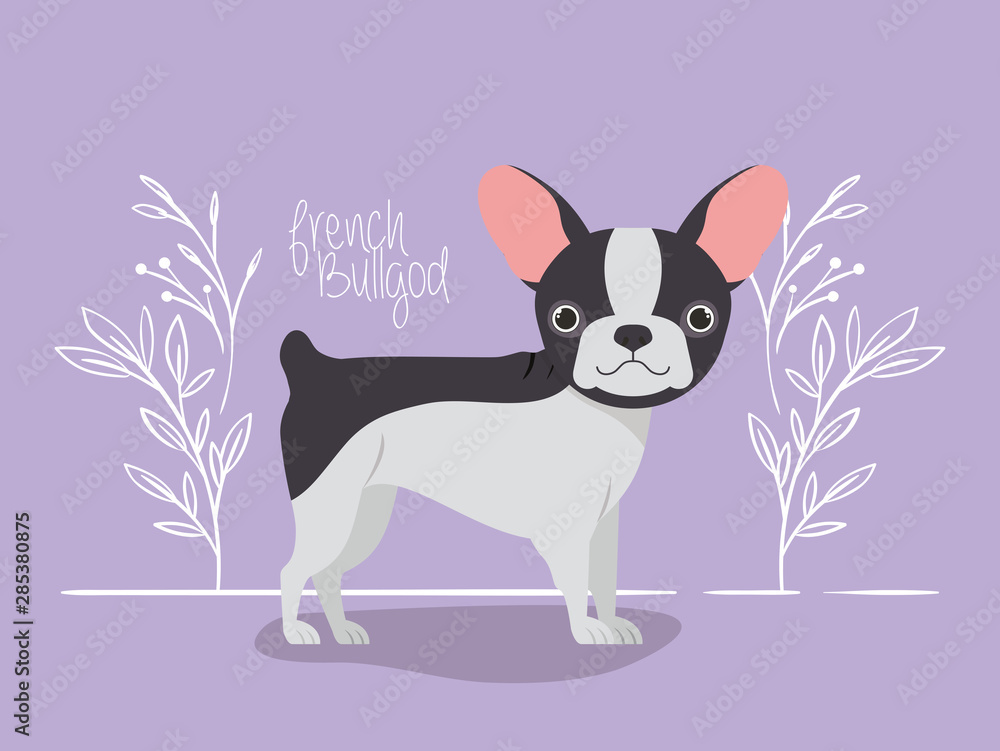 cute french bulldog pet character