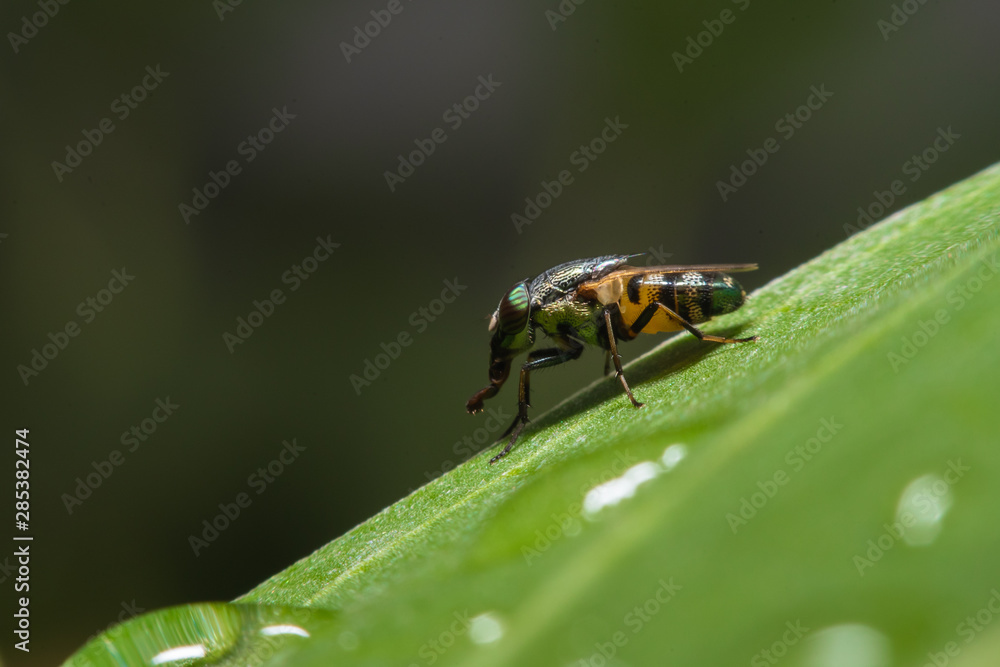 Macro Fly on green leaves.Close up view of the eyes and body a Tabanus. Macro Fly on green leaves.Close up view of the eyes and body a Tabanus.