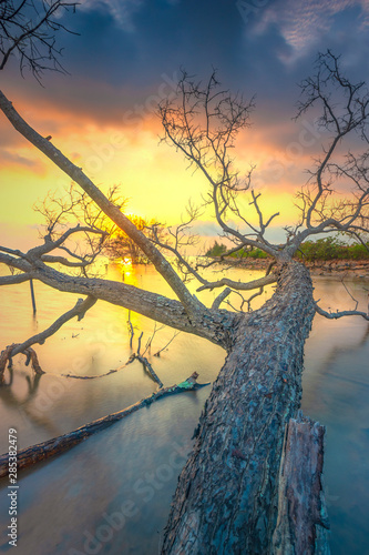 the dead tree bears witness to the rising sun today