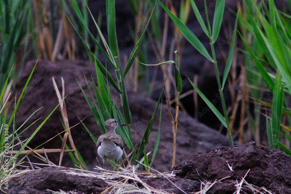 sandpiper on grass sandpiper on grass