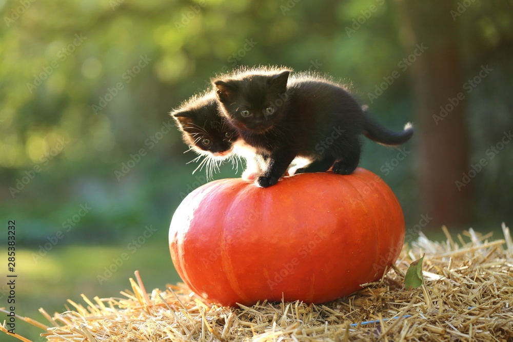 Halloween.Cat and pumpkin.Two fluffy kittens on a orange pumpkin