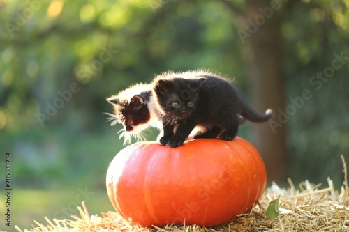 Halloween.Cat and pumpkin.Two fluffy kittens on a large orange pumpkin on a bale of straw in the garden in the bright sunlight. Thanksgiving Day.Autumn mood in warm tones.