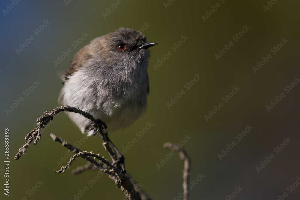 Grey Warbler Endemic to New Zealand Grey Warbler Endemic to New Zealand