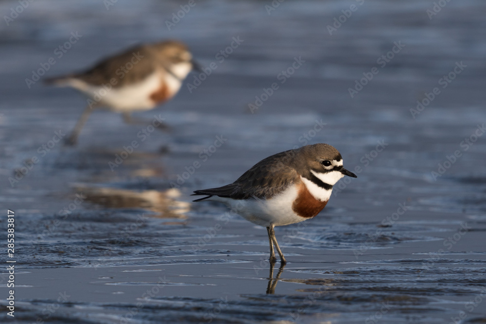 Double Banded Dotterel in New Zealand Double Banded Dotterel in New Zealand