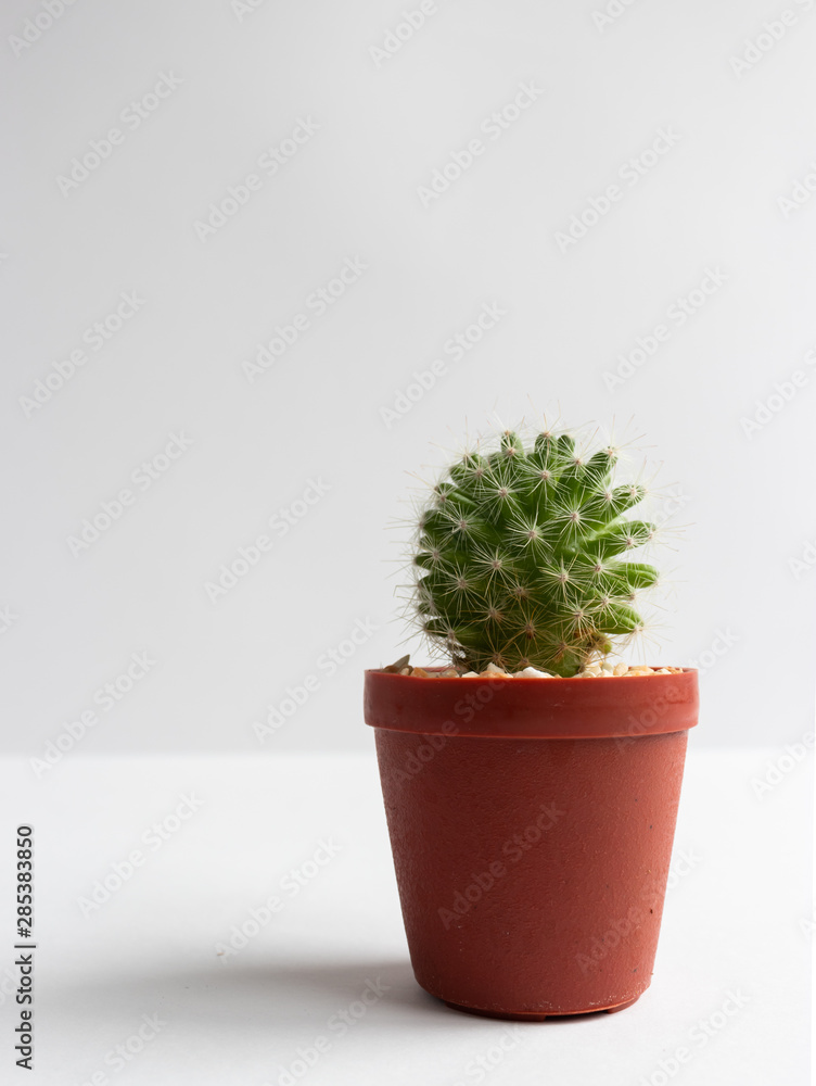 set of various cactus plants in pots. Cactus plant in different pot and view on table front of white wall set of various cactus plants in pots. Cactus plant in different pot and view on table front of white wall