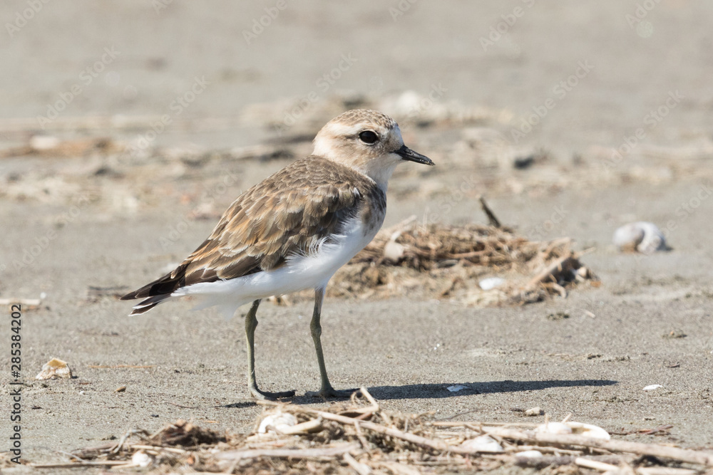 Double Banded Dotterel in New Zealand Double Banded Dotterel in New Zealand