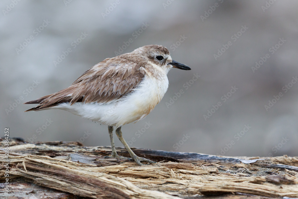 New Zealand Endemic Dotterel