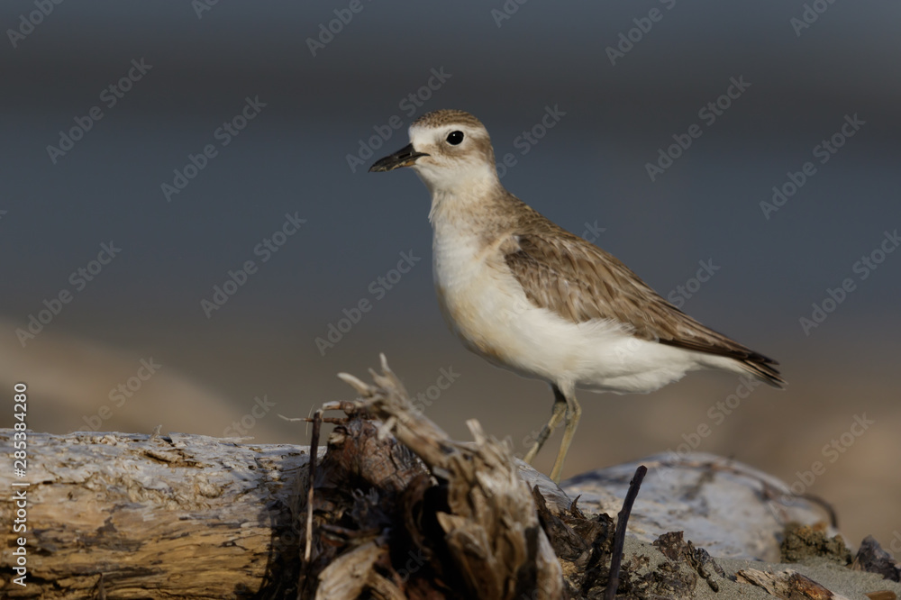 New Zealand Endemic Dotterel New Zealand Endemic Dotterel