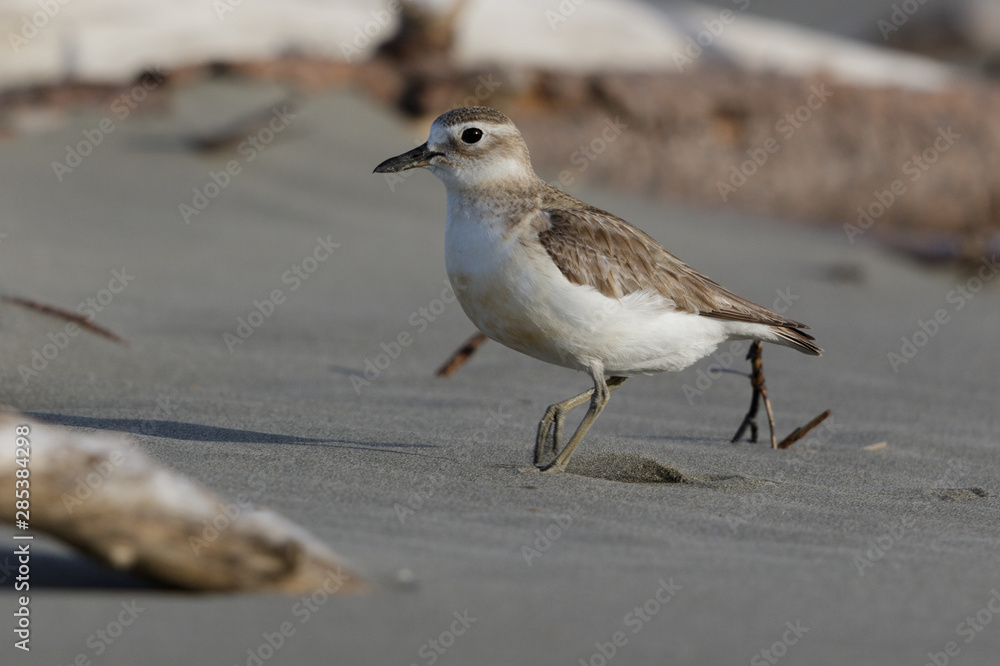 New Zealand Endemic Dotterel New Zealand Endemic Dotterel