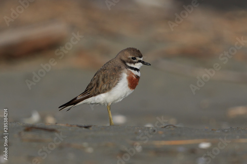 Photography Double Banded Dotterel in New Zealand