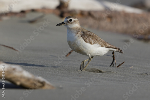 New Zealand Endemic Dotterel