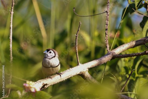 Double Barred Finch in Australia