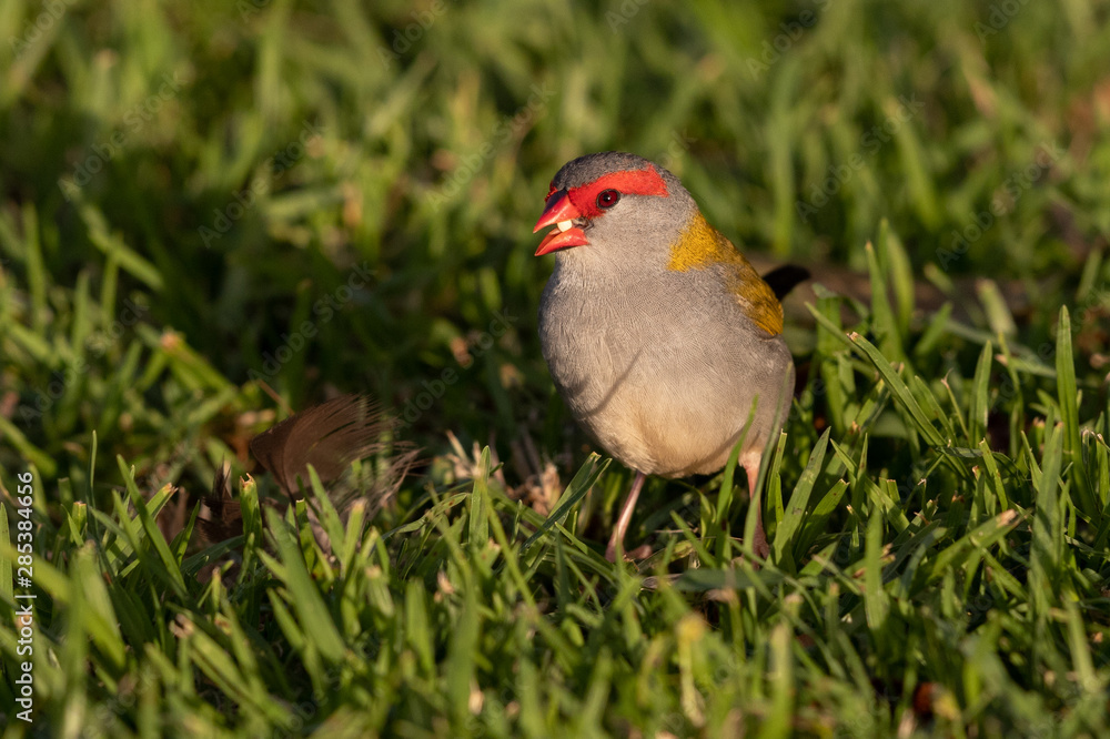 Red Browed Finch in Australia Red Browed Finch in Australia