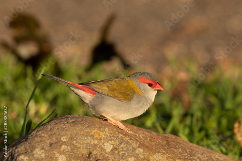 Red Browed Finch in Australia