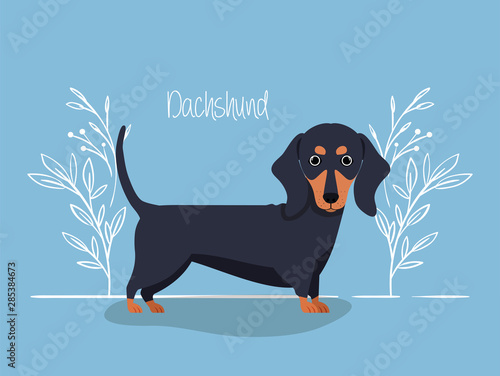 cute dashhund dog pet character
