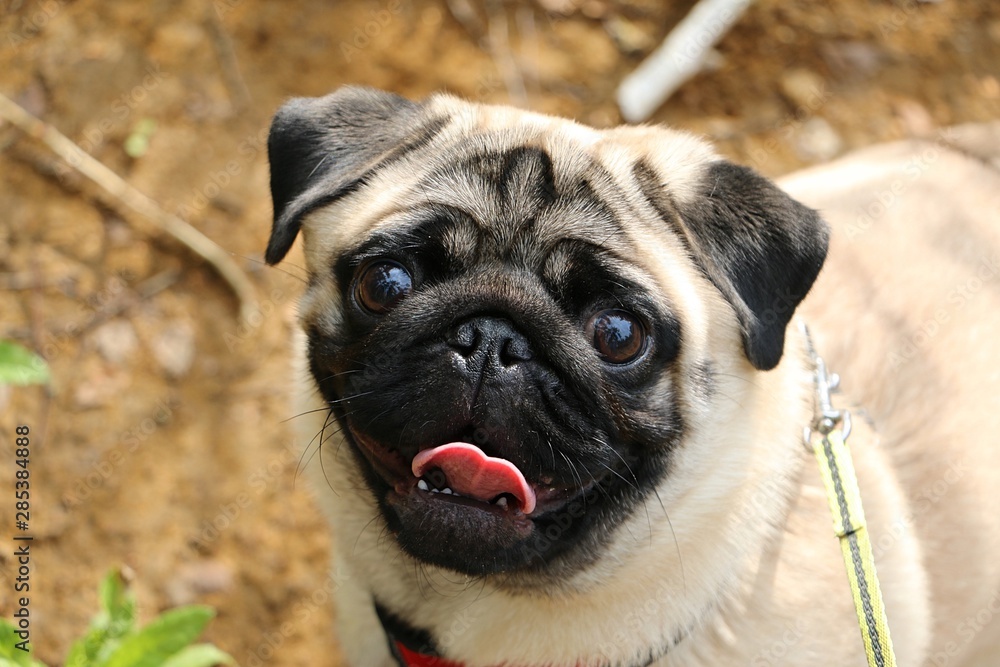 pug on a walk in nature