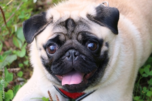 pug on a walk in nature