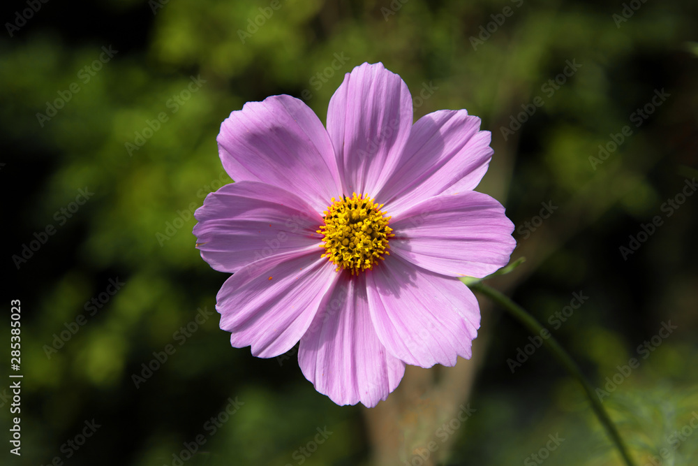 Beautiful flowers in bloom