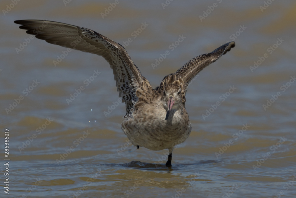 Bar Tailed Godwit in Australasia Bar Tailed Godwit in Australasia