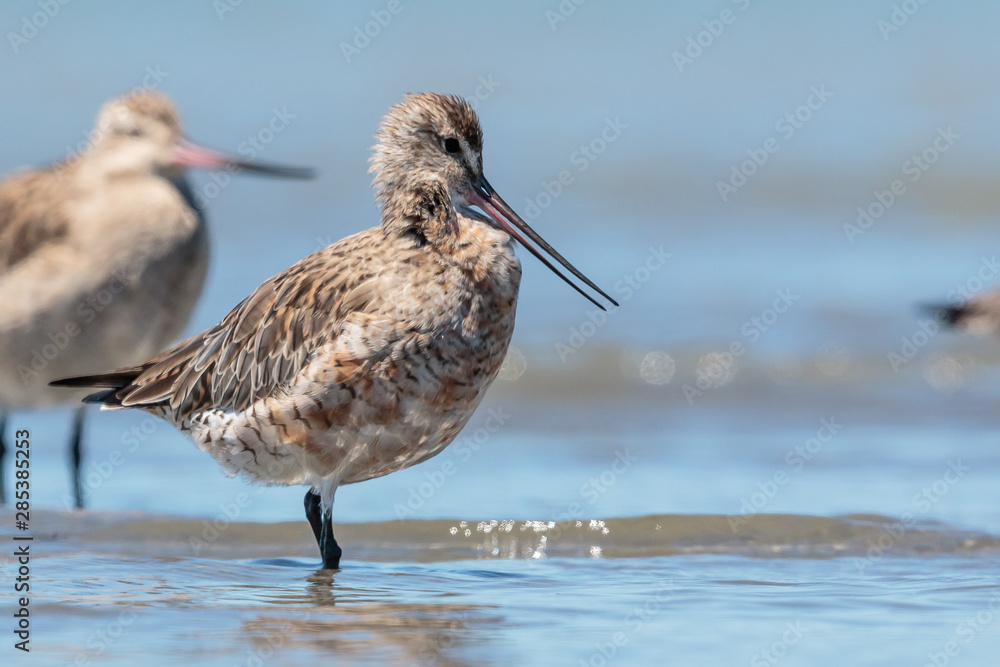 Bar Tailed Godwit in Australasia Bar Tailed Godwit in Australasia