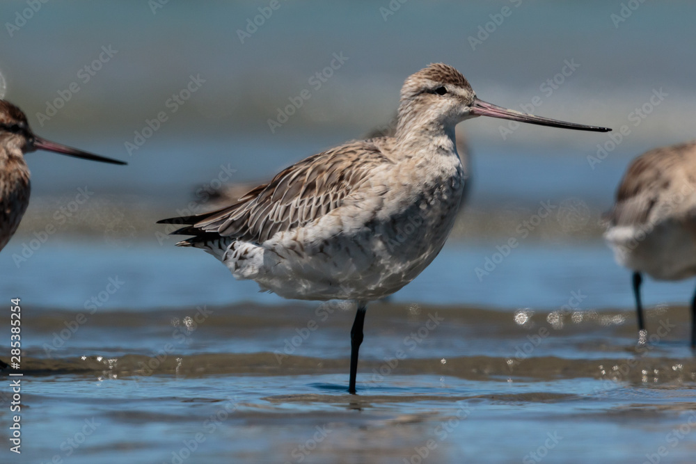 Bar Tailed Godwit in Australasia Bar Tailed Godwit in Australasia