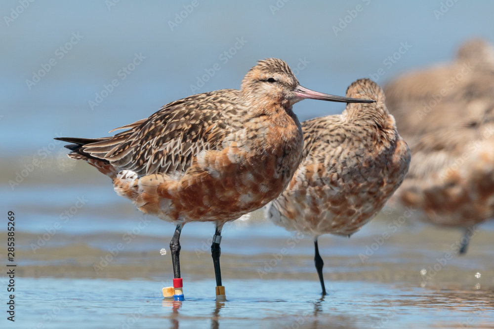 Bar Tailed Godwit in Australasia Bar Tailed Godwit in Australasia