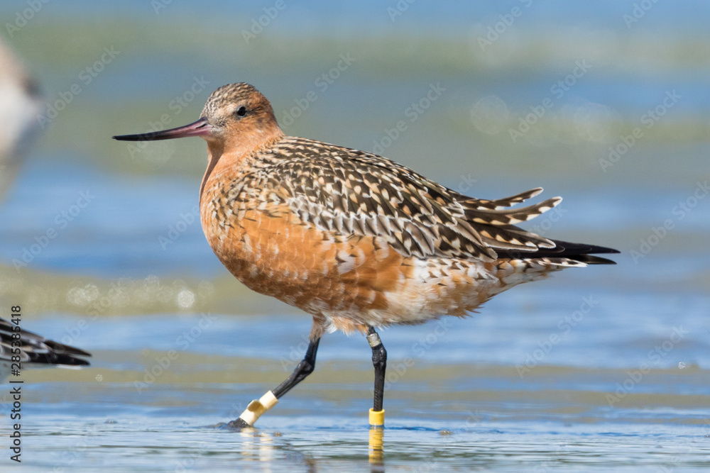 Bar Tailed Godwit in Australasia Bar Tailed Godwit in Australasia