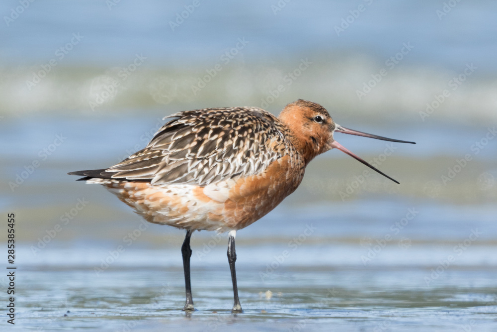 Bar Tailed Godwit in Australasia Bar Tailed Godwit in Australasia