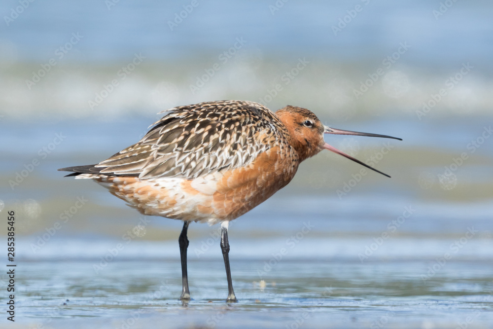 Bar Tailed Godwit in Australasia Bar Tailed Godwit in Australasia