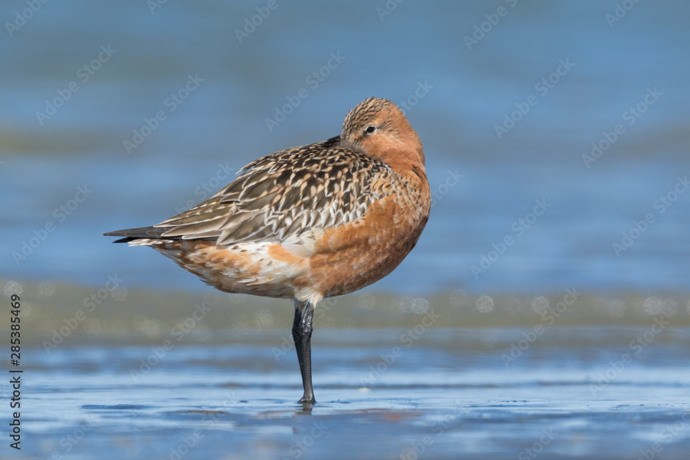 Bar Tailed Godwit in Australasia Bar Tailed Godwit in Australasia