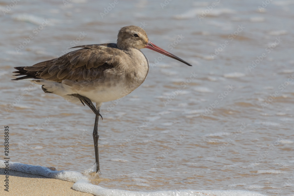 Black Tailed Godwit in Australia Black Tailed Godwit in Australia