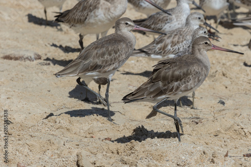 Black Tailed Godwit in Australia