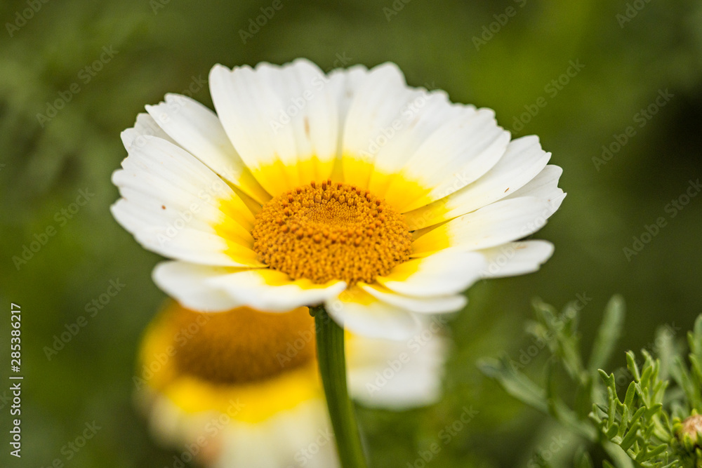 Fototapeta premium close up of a sunflower with yellow to white gradient colour petals blooming in the garden with blurry green background